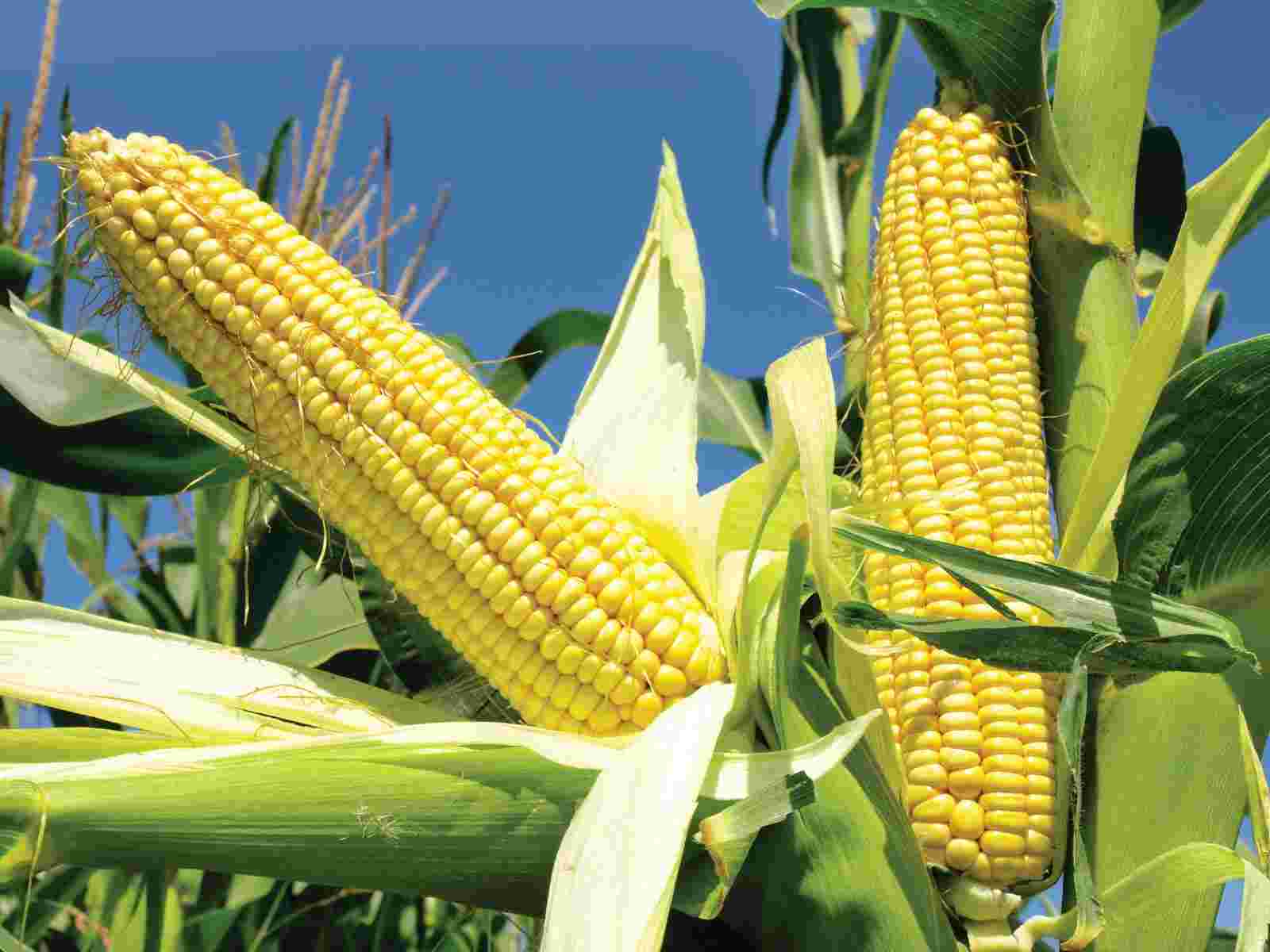 Ear Of Corn